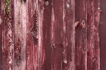 wooden wall background with burgundy paint corrosion and rose branch
