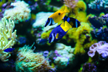 Fototapeta na wymiar tropical sea fish
