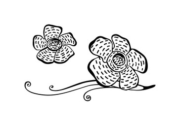 Hand drawn rafflesia plant modern outline sketch. Vector black ink drawing flower isolated on white background. Graphic illustration