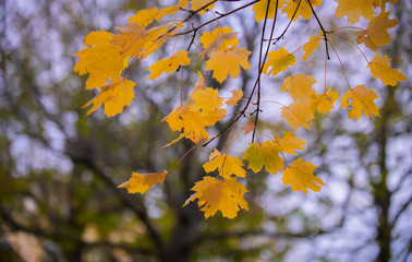 Fototapeta na wymiar autumn leaves on a tree