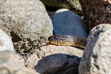 Northern Water snake in cottage country, Quebec, Canada.