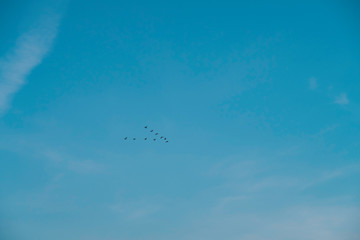 Blue sky with birds / seagulls 