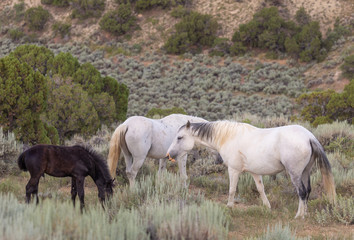 Obraz na płótnie Canvas Beautiful Wild Horses in Sand Wash Basin Colorado in Summer