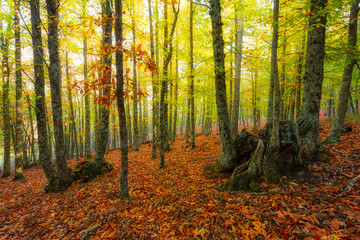 Bosque castañar en otoño