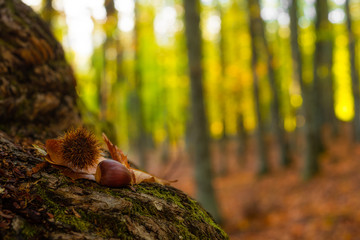 Castañas en bosque en otoño