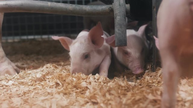 Portrait of baby piglets. 4K cinmeatic footage.