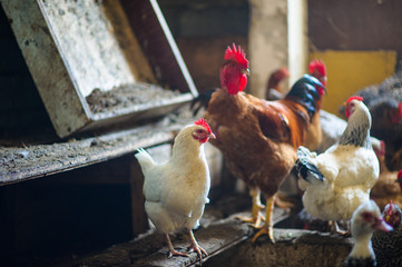 chickens in the coop