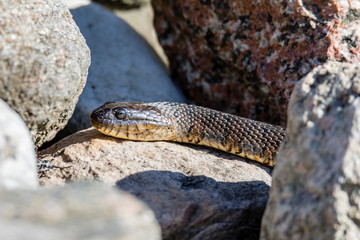 Northern Water snake in cottage country, Quebec, Canada.