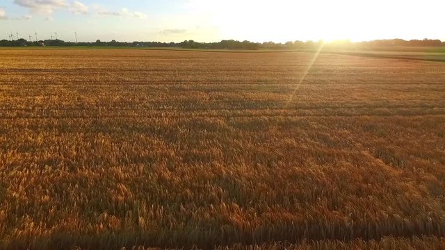 Flug Sommer Kornfeld