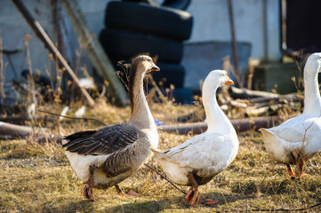 goose in the farm
