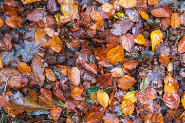 Autumn colours in the park