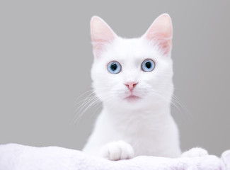 A young white domestic shorthair cat with blue eyes and a surprised expression