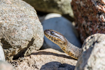 Northern Water snake in cottage country, Quebec, Canada.