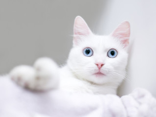 A young white domestic shorthair cat with blue eyes relaxing on a blanket