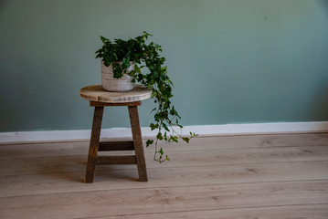 Ivy or hedera in apartment against green wall. Scandinavian style or interior.
