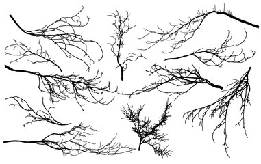 Set of silhouettes of branches of different trees (chestnut, poplar, Linden, maple, oak, etc.). Vector illustration.