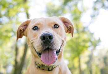 A yellow Labrador Retriever mixed breed dog with a happy expression