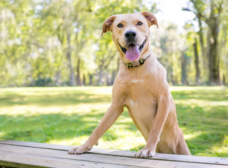 A yellow Labrador Retriever mixed breed dog with a happy expression