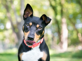 A friendly tricolor mixed breed dog with one upright ear and one floppy ear, licking its lips