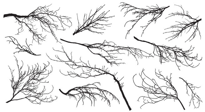 Chestnut, poplar, maple, oak and etc. branches trees. Set of silhouettes. Vector illustration.