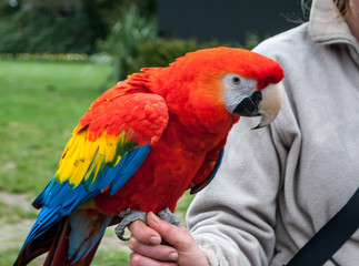 Close-up of the scarlet macaw, Ara macao, sitting on the hand