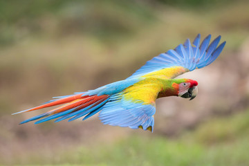 Ara Macao, Scarlet macaw The hybrit parrot is flying in nice natural environment of Costa Rica..