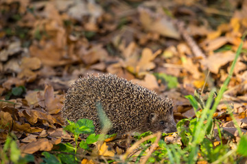 closeup little hedgehog swarming in dry leaves, autumn outdoor scene