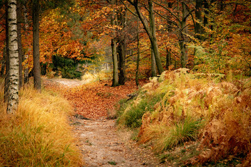 Empty road in colorful autumn forest