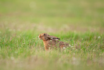 european hare, lepus europaeus, czech nature