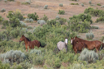 Naklejka na ściany i meble Beautiful Wild Horses in Sand Wash Basin Colorado in Summer