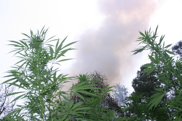 Marihuana