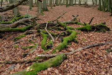 altes  Holz