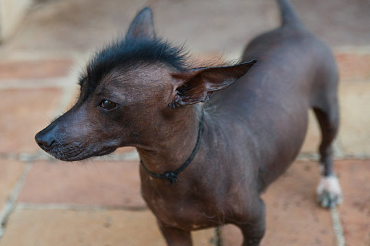 Cholo xoloitzcuintli online