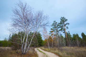 closeup burch tree near a  road in autumn forest