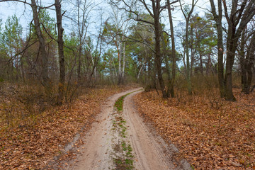 Fototapeta na wymiar ground road through the autumn forest with red dry leaves