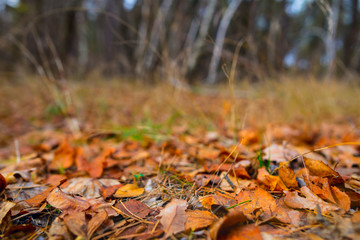 closeup red dry leaves on a forest glade, autumn scene