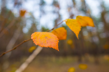 closeup red dry birch tree in autumn quiet forest, outdoor background