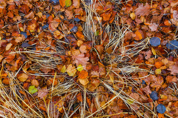 closeup red dry autumn leaves and grass, natural outdoor background