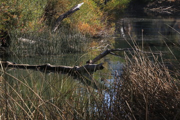 Fallen tree in lake 