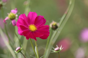 コスモス
