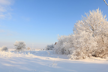 Russian nature in winter, christmas background. After a snowfall, tree branches are covered with snow and sparkle in the sun. This is a beautiful winter banner