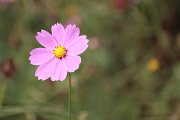 コスモス