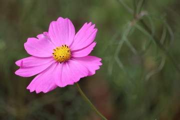 コスモス