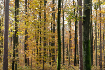Close up beautiful German mixed coniferous forest. Broadleaf trees with its green yellow orange red autumn leaves, conifers(pine, spruches, larches, firs) tree trunks.