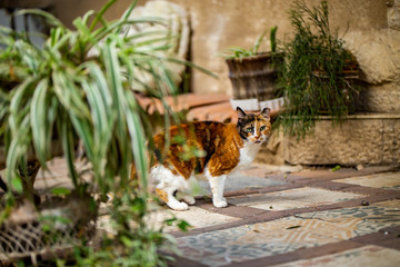 Stray cat is on the street