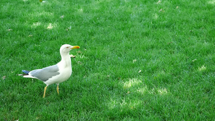 the seagull goes on the green grass in the park and looks around