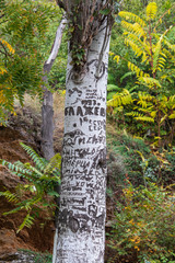 A tree with a knife scrawled on the trunk
