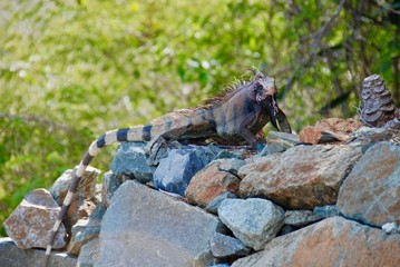 Big lizard on rock
