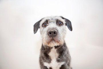 Black White & Gray Dog Isolated On White Background