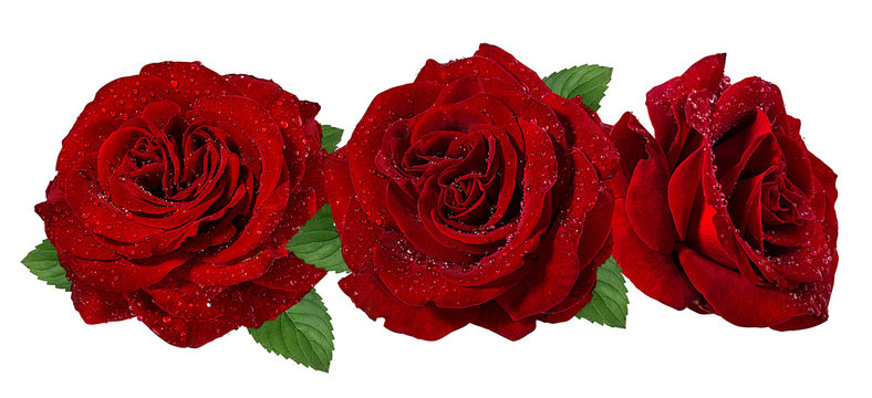 Fresh beautiful roses with dewdrops isolated on white background with clipping path
